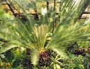 garden-11