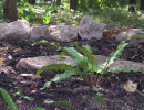 garden-15