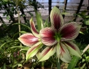 garden-18