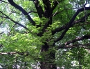 garden-2