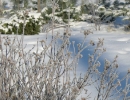 garden-20
