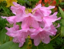 garden-21