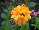 garden-22