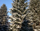 garden-26