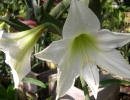 garden-27