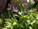 garden-29