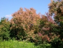 garden-30