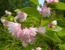 garden-33