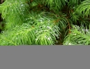 garden-34