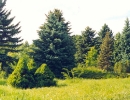 garden-35