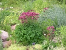 garden-5