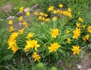 garden-6