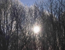 garden-7
