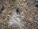 zoolog-13