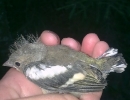 zoolog-16