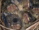 zoolog-18