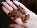 zoolog-19